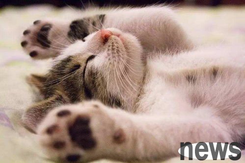 How should a cat build trust when it doesn t trust you