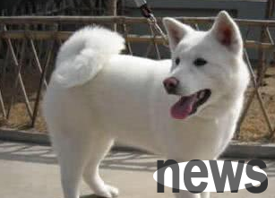 What is the correct way to remove dandruff from pet dogs? Let s take a look at the pet owner