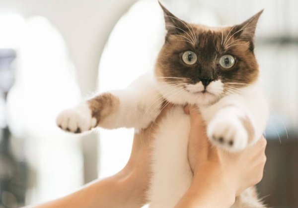 How to scientifically train a cat to sit down and have an obedient good cat!
