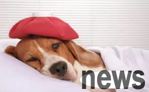 What are the symptoms of hepatitis in dogs? Don t take it seriously!