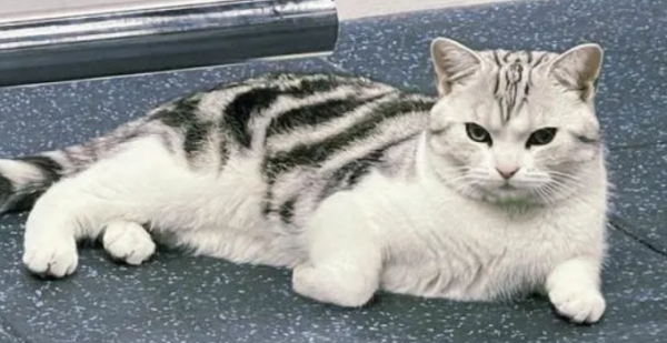 How to train cats with food?