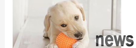 Please realize the importance of vitamins in puppy growth?