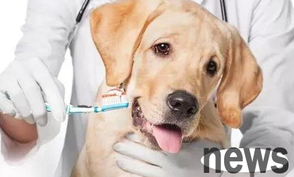 Learn these points and your dog s health is clear at a glance!