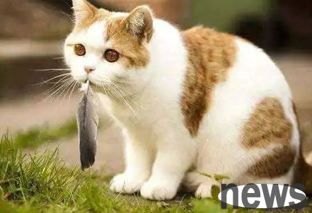 How to correct cats not to travel at night? Change the cat s 