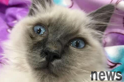 How to treat respiratory infections in cats? A must-see for beginners!