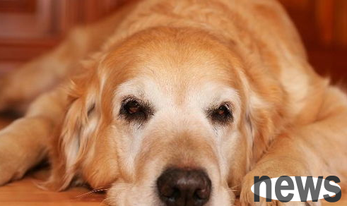 What to do if a dog has a fracture? What should I do if a puppy has a fracture?