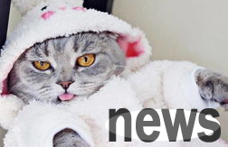 Popular science on diagnosis and treatment of cat arthritis, a must-see for raising cats!