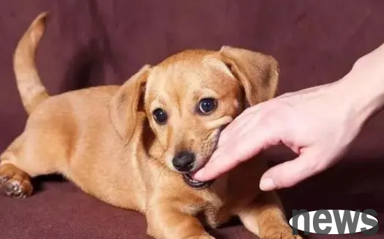 If you are caught and bitten by a dog, you will not be careless in handling the wound!