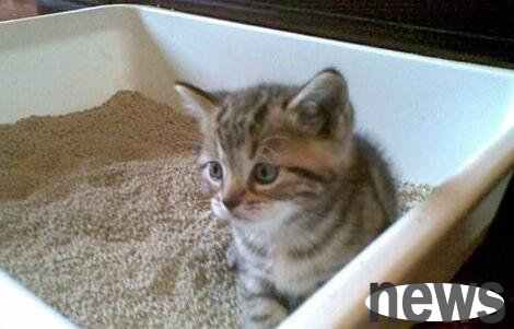 How to solve the problem of cats suffering from diarrhea? Case analysis of cat prolapse caused by constipation!
