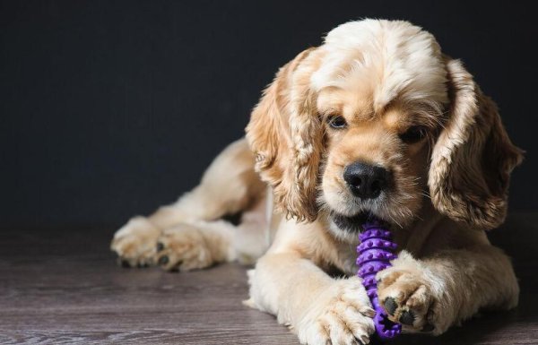 Pet dog plays with toys to promote physical and mental health