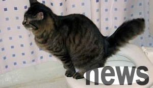How to deal with cats’ constipation at home? The correct way to solve cat constipation!