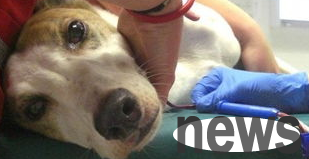 Where does the blood needed for dog surgery come from? Come and find out