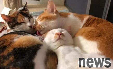 What vaccine does cats need to get?