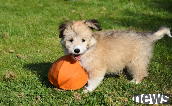Analysis of the symptoms of skin allergies in dogs and simple treatment
