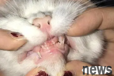 What are the characteristics of cats’ teeth differentiation?