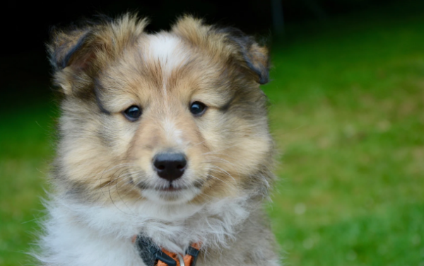 What are the dangers and preventive measures in dogs