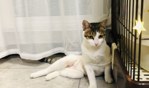 Take a look at the fatal diseases for cats (what disease can be fatal to cats)
