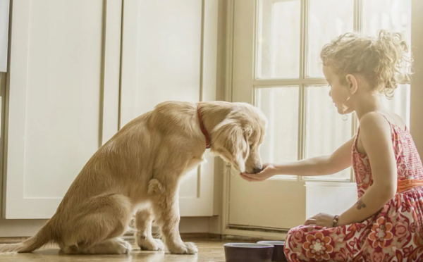 Health Class｜Top Ten Signs of Cancer About Dogs
