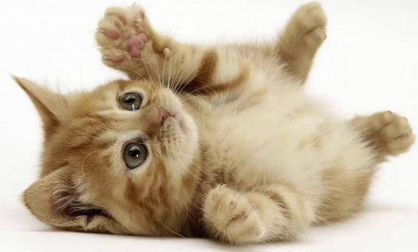 Why can’t cats be given away if they have been kept for a long time?