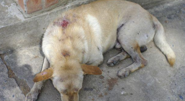 What are the symptoms and treatments for cellulitis in dogs?