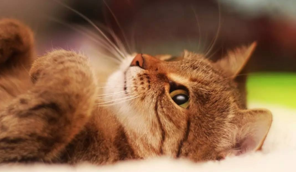 What is pet freeze-dried? Why are pet freeze-dried foods popular?