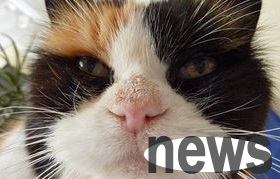 What are the symptoms of pet cats when they are mentally depressed? Come and have a look