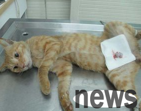 What is the reason for male cats to be sterilized?