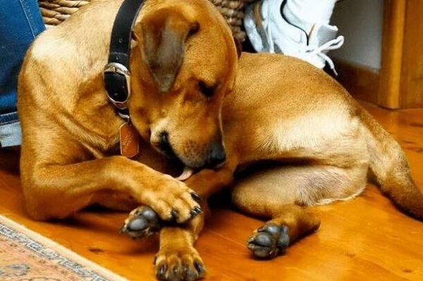 Why do dogs always love to chew on their legs?