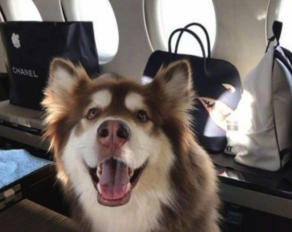 What should I do if I receive a newly shipped puppy?