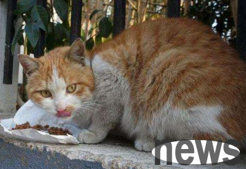 Where will the cat usually go if it is lost