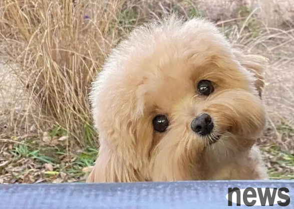 What to do if there is anemia in dogs? What are the symptoms of anemia in dogs?