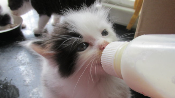 The kitten got drunk after 2 hours of cold, is it OK?