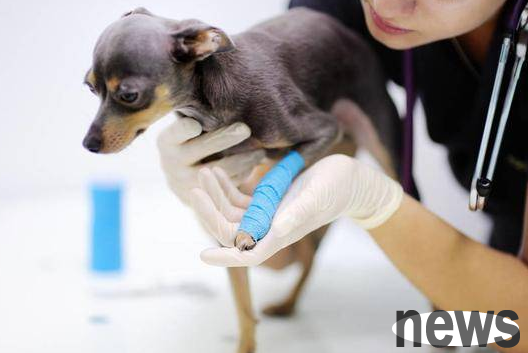 A detailed explanation of the cause and precautions of canine osteitis
