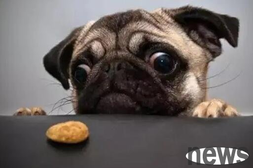 How to stop dogs from having bad habits of food care?
