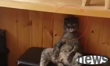 The cat heard his owner say he wanted to take it for sterilization, and his face was full of discomfort.