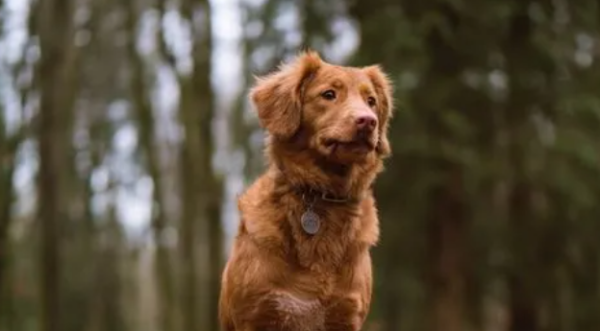 Come and learn about: the causes and clinical symptoms of dog hookworm disease