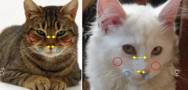 How to distinguish the gender of a cat? It depends on their private parts