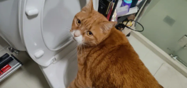 Why are cats interested in toilets? Is this normal?
