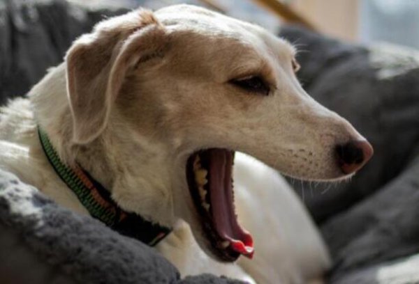 What are the causes of dog cough? What medicine should I take?