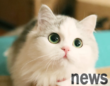 How to stimulate cats to urinate? If you don t know, please find out