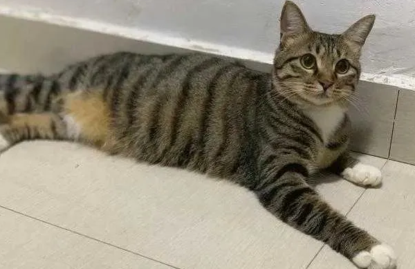 Why doesn’t the tabby cat act coquettishly? Maybe these 4 reasons!