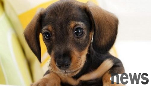 What is the case with dogs allergic to dog food, and what are the specific symptoms?