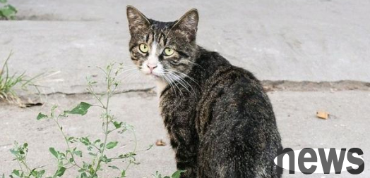 How can I get the cat back after running? What are the methods