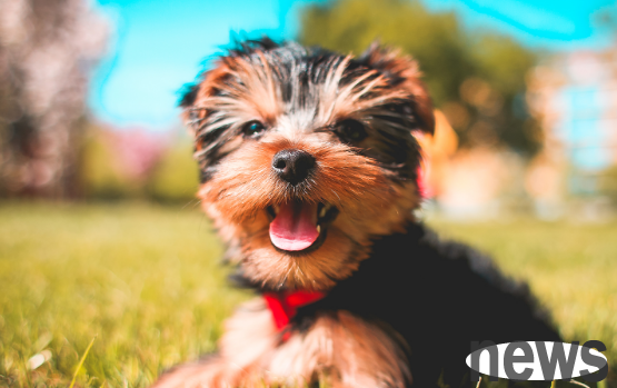 Creative dog names, good dog names