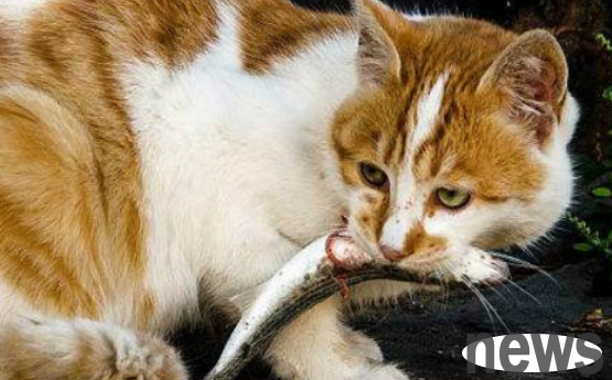 Why do cats spit fish bones? Because there is a special muscle