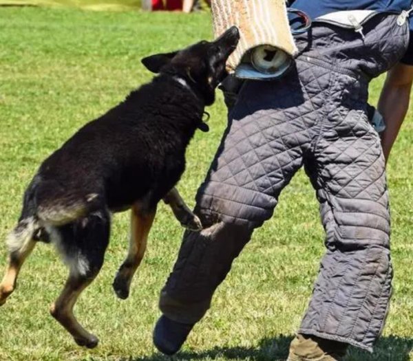 Super practical dog training tutorial, learn it
