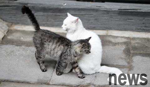 The owner should know in advance the performance of the female cat making a fuss!