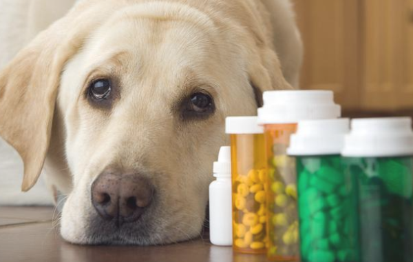Five diseases of dog colds, shovelers must master