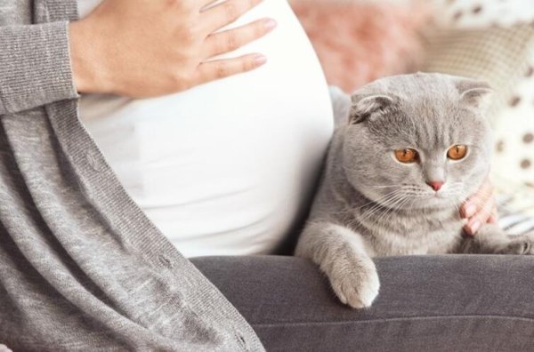 Why do cats like to get close to pregnant women? Don t believe it after saying it