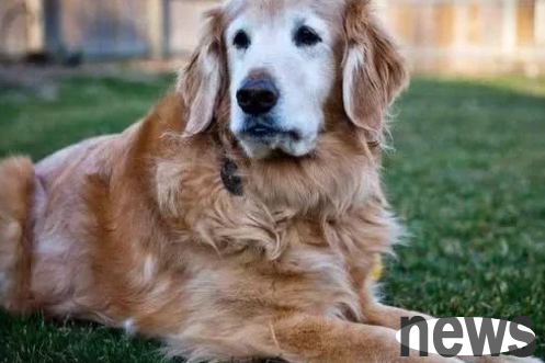 These 5 things do puppies do before they die, and those who have raised dogs are deeply touched
